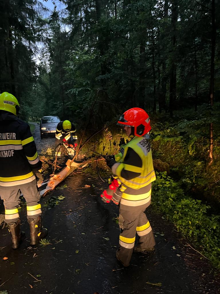 Bäume über Straße