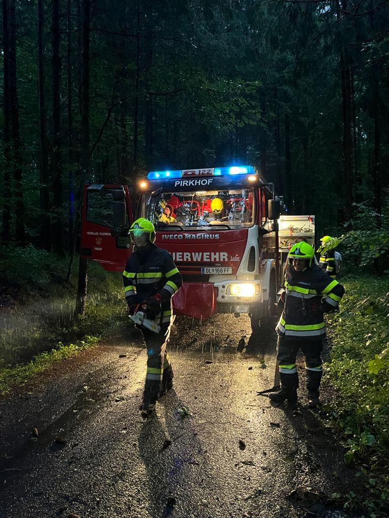 Bäume über Straße